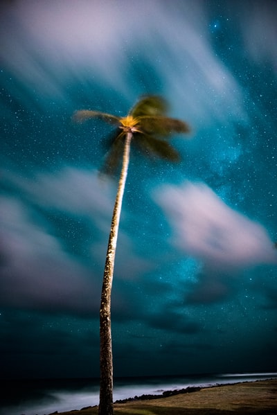 浅焦点摄影的椰子树
